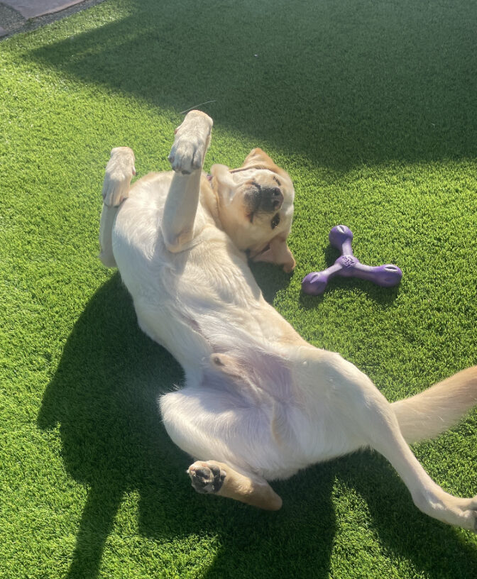 Agent lies on his belly with paws in the air on green grass looking for a belly rub! His purple dog toy lies near him.
