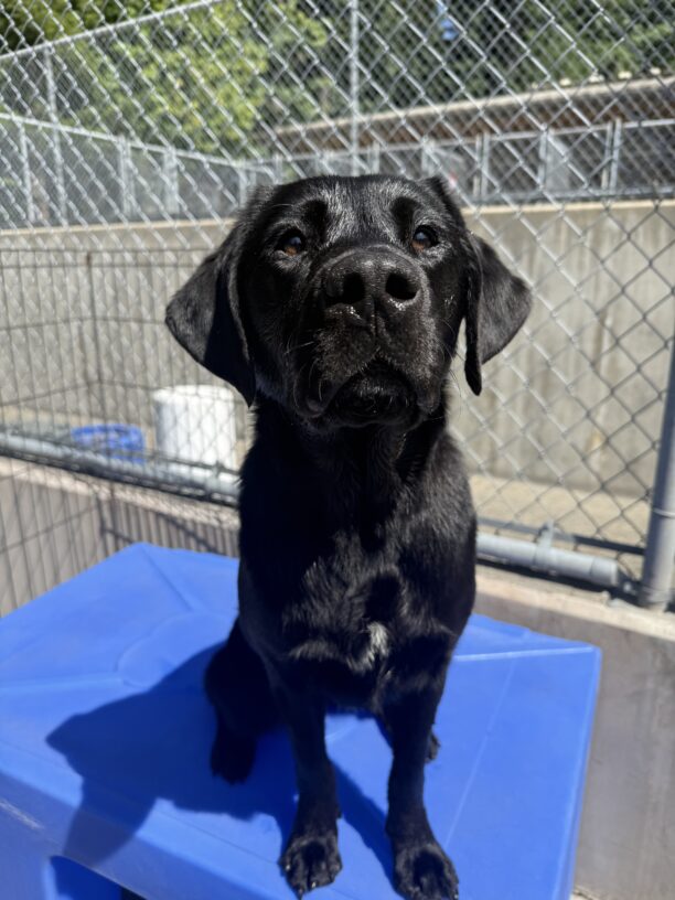 Skyler looks sweetly at the camera while sitting on a blue play structure in CR with a soaking wet head.