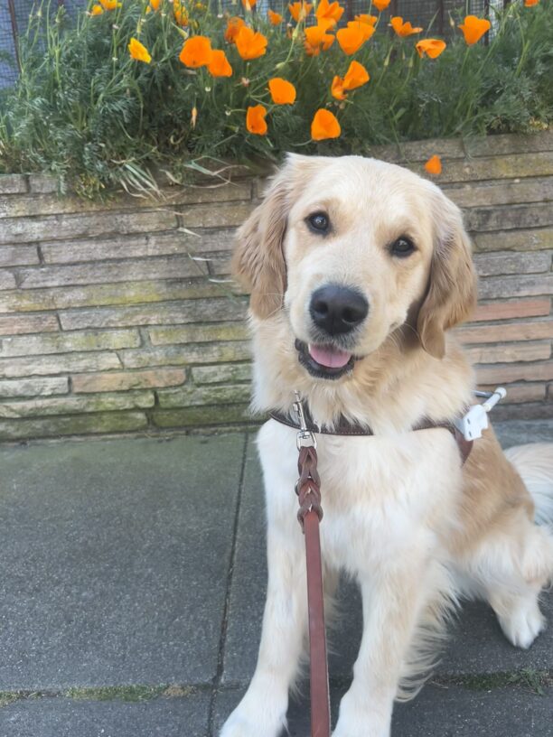 Morgan poses in front of a brick planter box with blooming poppy flowers. She wears her harness and looks lovingly at the camera.