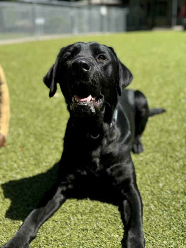 Niccolo lays in the sunshine on the turf in the play yard on the OR campus. He is looking expectantly up at his handler who is no doubt holding a treat for his attention!