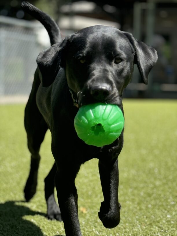 Niccolo romps in community run holding a bright green ball in his mouth. His ears and tail are frozen up in mid air as he runs.