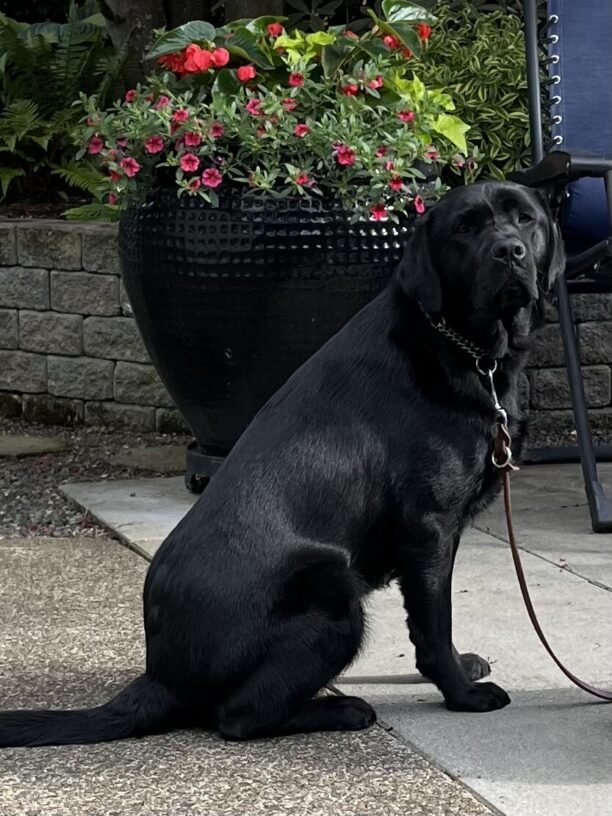 Olena sits in profile on a patio looking over her right shoulder at the camera. Behind her is a large planter full of bright red and pink flowers and greenery.