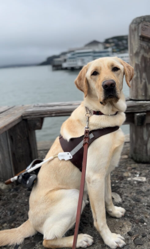 Hank poses in his harness with the town of Sausalito in the background.