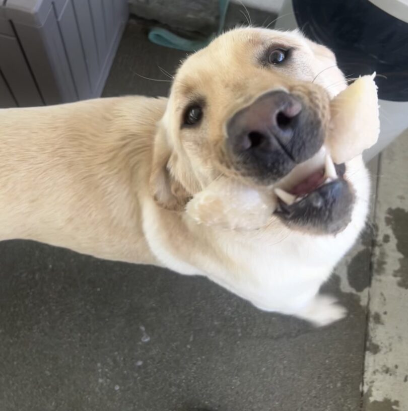 Hank happily looks up with a bone in his mouth.