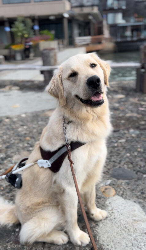 Nick poses with his harness on. The town of Sausalito is blurred behind him.