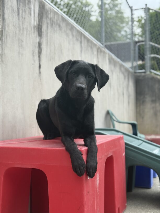 Black Lab, Linden, is laying down on top of a red play structure. His front paws hang off the front corner of the structure and he is looking slightly downward at the camera. Behind him are more play structures, a chair, and a cement wall.