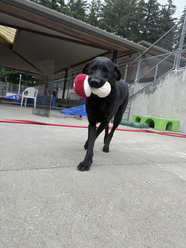 Linden is holding a red and white mushroom stuffy toy. His ears are back as if he is grinning. He is mid-step with his right-front paw in front of the left. Behind him are some play structures, a red hose, and x-pen dividers.