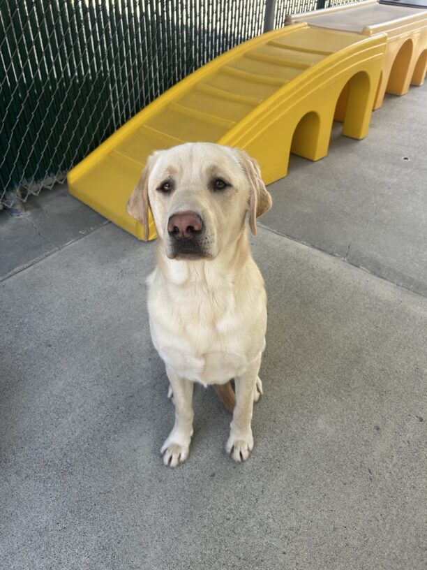 Yellow Lab Duhon sitting  outside in a community run space.