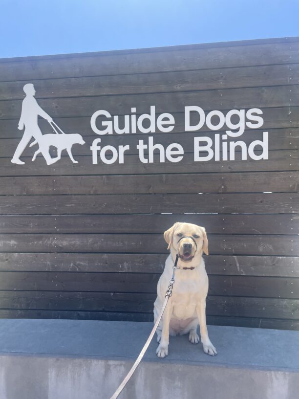 Rome sits on a concrete ledge in front of a wooden wall that says Guide Dogs For The Blind in white letters. She is looking at the camera.
