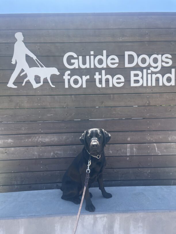Florie sits on a concrete ledge in front of a wooden wall that says Guide Dogs For the Blind in white letters. She is looking at the camera.