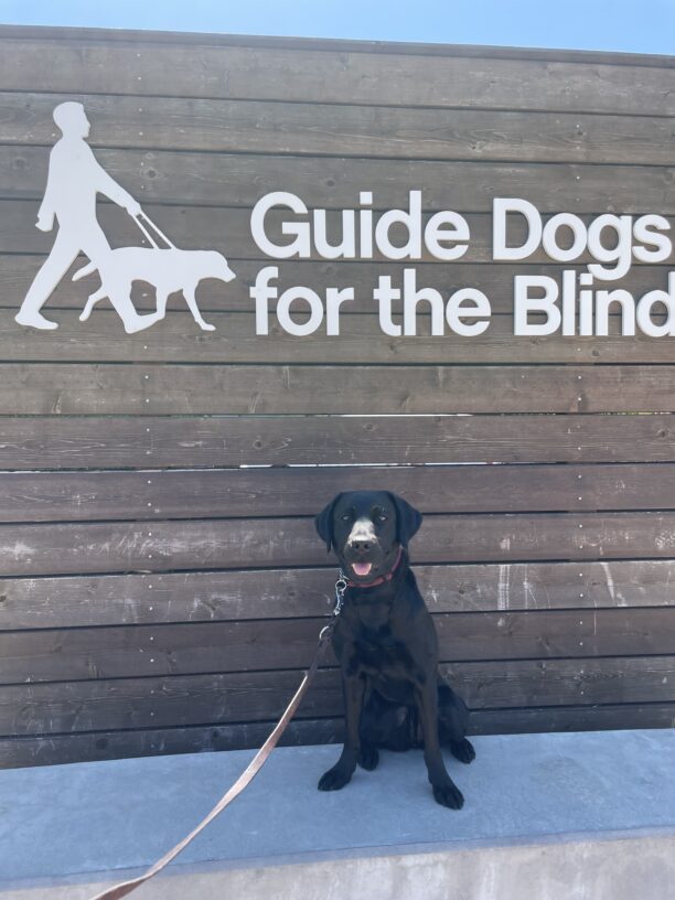 Honda sits on a concrete ledge in front of a large wooden sign that reads Guide Dogs for the Blind in white letters. She is looking at the camera with an open mouth smile.