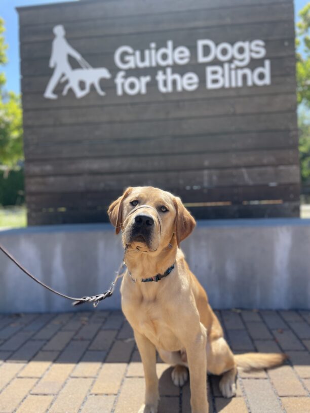 Hydro sits in front of a large wooden sign that reads the dogs for the blind in white letters. He is looking at the camera.