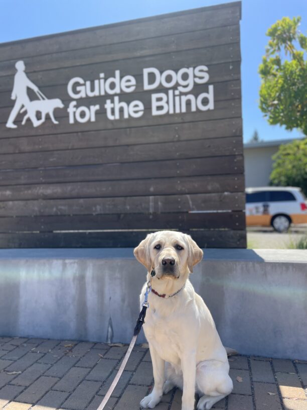 Moxie sits in front of a learn to ensuring that reads Guide Dogs for the Blind. She is looking directly at the camera. .