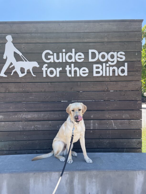 Takado sits on a concrete ledge in front of a large wooden sign that says Guide Dogs For The Blind in white letters. He is captured mid lick with his tongue on his nose!