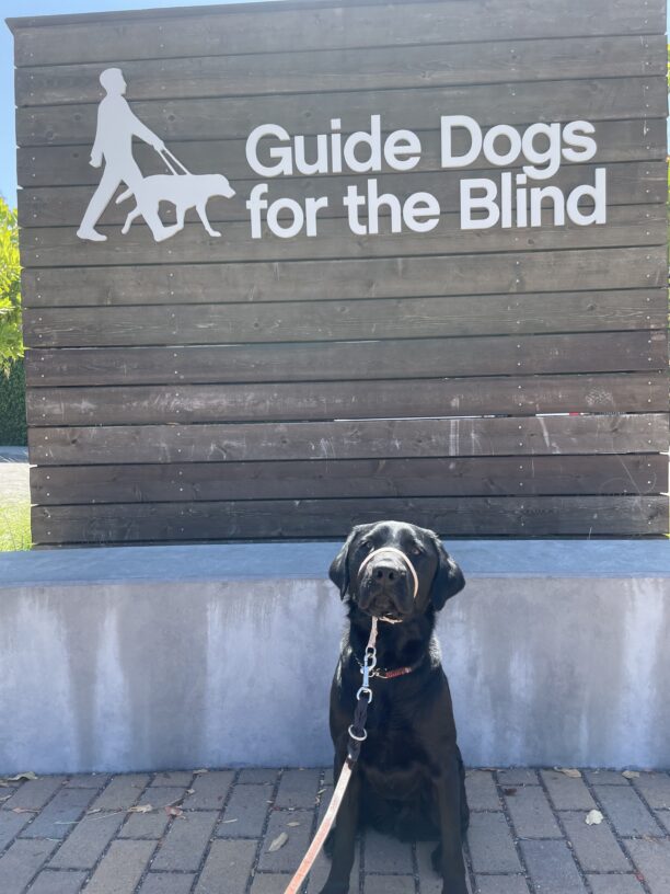 Casper sits in front of a large wooden sign that says Guide Dogs For The Blind in white letters. He is looking at the camera.