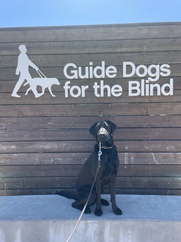 Van sits on a concrete ledge in front of a large wooden sign that says Guide Dogs For The Blind in white letters. He is looking at the camera.