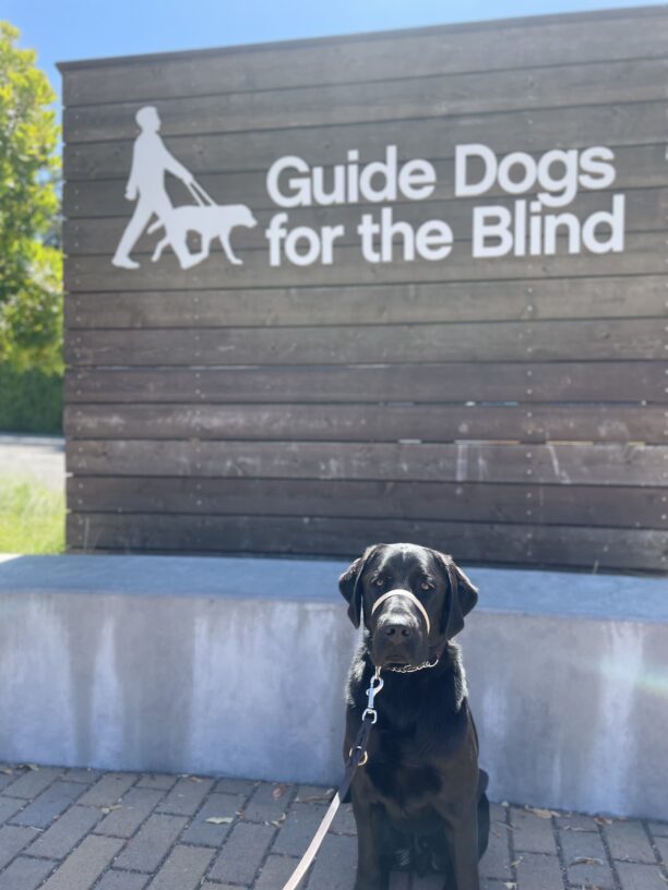 Paddington sits in front of a large wooden sign that says Guide Dogs For The Blind in white letters. He is looking at the camera.