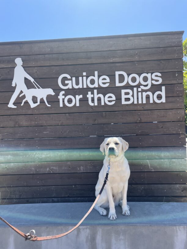 Damian sits on a concrete ledge in front of a large wooden sign that says Guide Dogs For The Blind in white letters. He is looking at the camera.