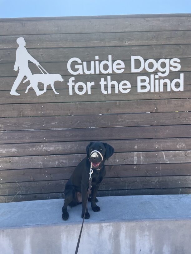 Roti sits on a concrete ledge in front of a large wooden sign that says Guide Dogs For The Blind in white letters. She is looking off to the side of the camera.