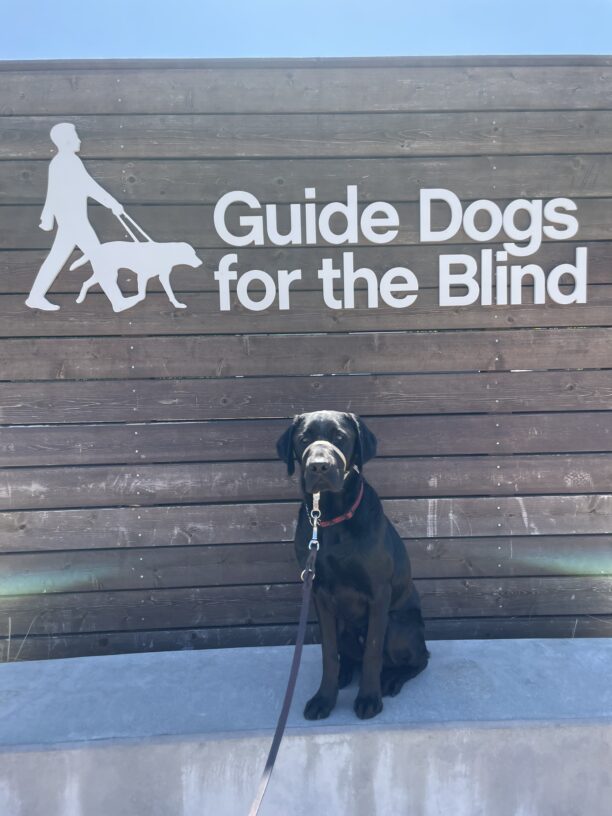 Falcon sits on a concrete ledge in front of a large wooden sign that says Guide Dogs For The Blind in white letters. He is looking at the camera.