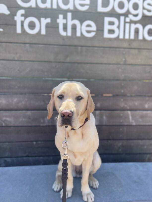 Cali sits on a concrete ledge in front of a large wooden sign that says Guide Dogs For The Blind in white letters. She is looking at the camera.