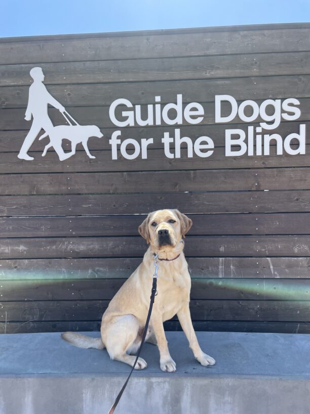 Hendrix sits on a concrete ledge in front of a large wooden sign that says Guide Dogs For The Blind in white letters. He is looking at the camera.