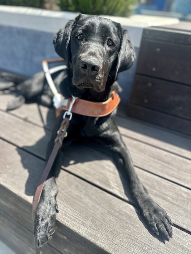 Junie is laying down in her harness on a wooden bench, in front of a concrete slab with greenery poking out. The sun is shining on her as she tilts her head and looks directly at the camera.