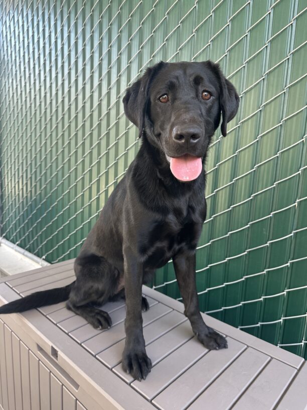 Junie sits on a deck box in our Community Run area. Her tongue is out as she pants and looks at the camera.