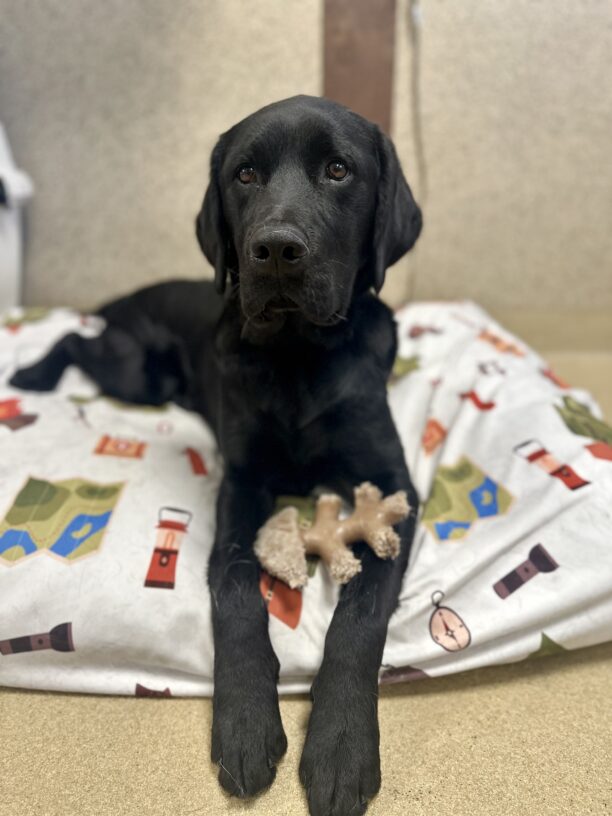 James is laying down on a soft bed in our kennel area. He's looking seriously at the camera with a fish bone between his two front legs.