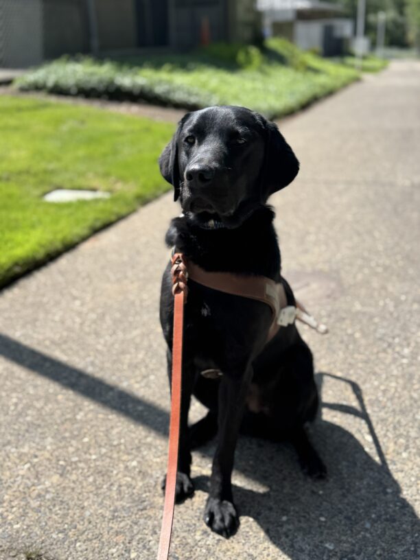 Goose sits in harness looking at the camera on a sidewalk. It is a sunny day.