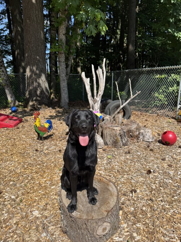Goose sits with his tongue out on a stump in the sensory garden on campus. He is looking at the camera. It is a sunny day.