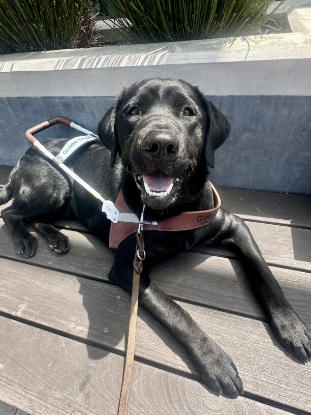 Coach is laying down in his harness on a wooden bench in front of a concrete planter with greenery poking out the top. He's smiling, looking up directly at the camera as the sun shines on him.