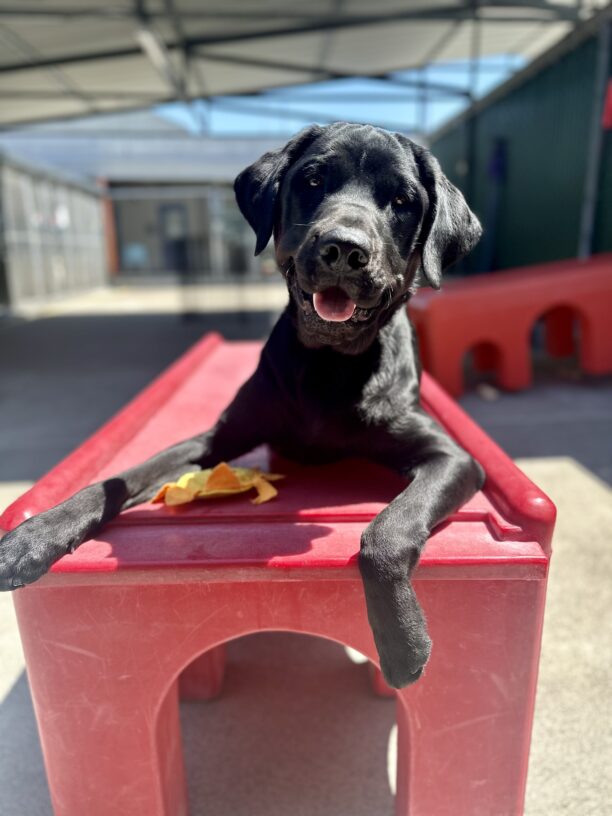 Coach is laying down on a red play structure in our Community Run area. His mouth is open and his tongue is sticking out as he looks at the camera. There's a plush squeaky toy in between his two front legs.