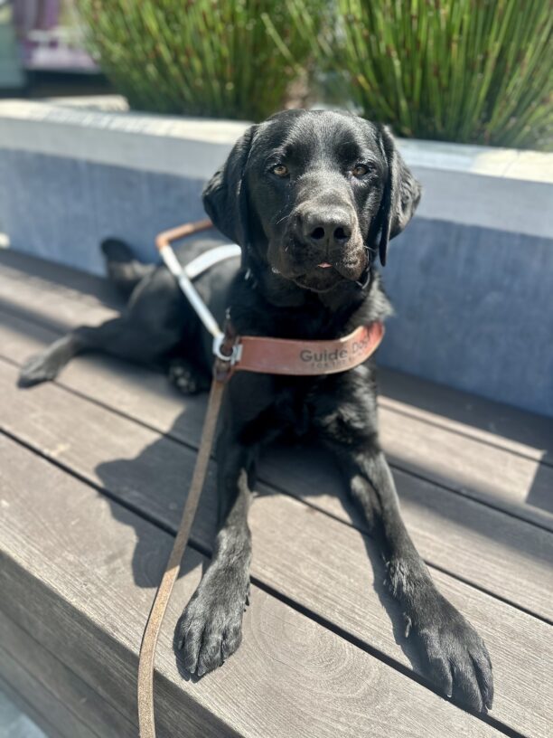 Wesley is laying down in his harness on a wooden bench, a concrete planter with greenery poking out the top behind him. The sun shines on him as he looks at the camera with just the tip of his tongue poking out of his mouth.