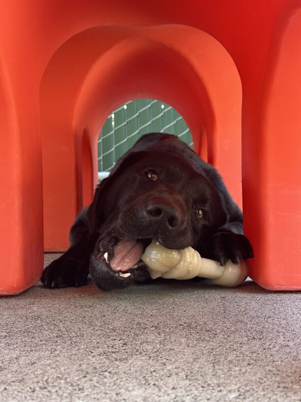 Wesley is laying down and chewing a bone directly underneath a red play structure in our Community Run area.