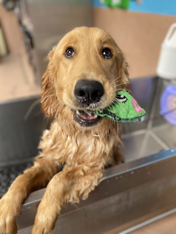 Golden Aston is holding a toy in his mouth as he is getting a bath.