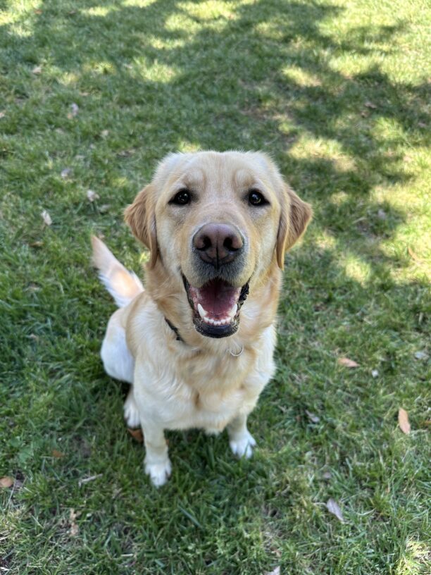 Anya sits in the sun-dappled grass in one of the CA campus grass paddocks.  She is looking up at the camera with soft eyes and a big, relaxed smile on her face.