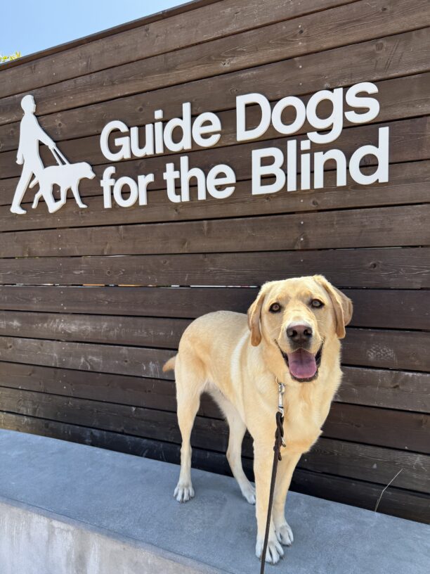 Ari stands on a cement bench in front of a wooden wall with the GDB logo overhead. He is looking into the camera with a relaxed smile on his face.