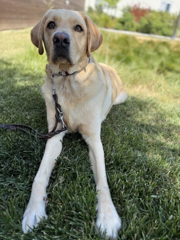 Ari lays in the sun-dappled grass, looking just above the camera with his eyes focused on a treat!