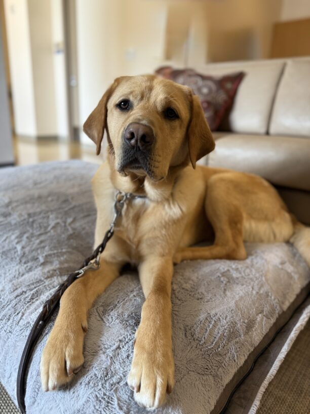 Arrow lays on a fluffy grey dog bed in the GDB student lounge. His long legs are stretched out in front of him and behind him is a leather couch with a burgundy pillow.