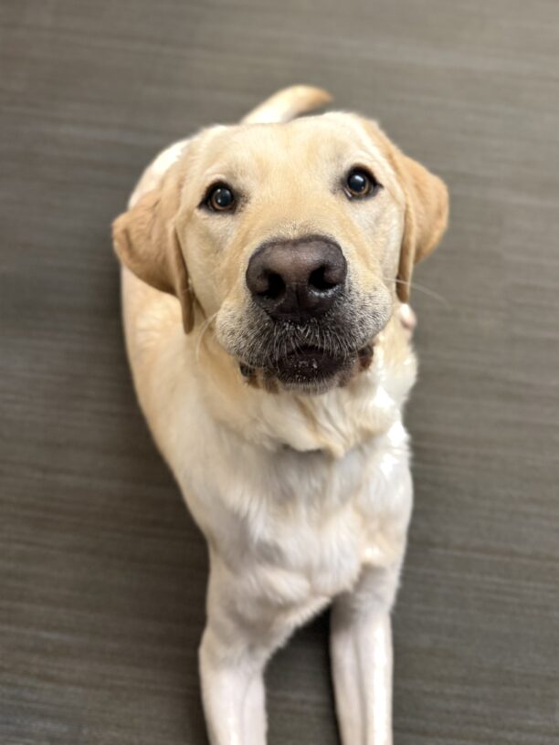 Arroyo lays on a beige striped carpet, looking up at the camera. his eyes are fixed on the toy being held by his handler.