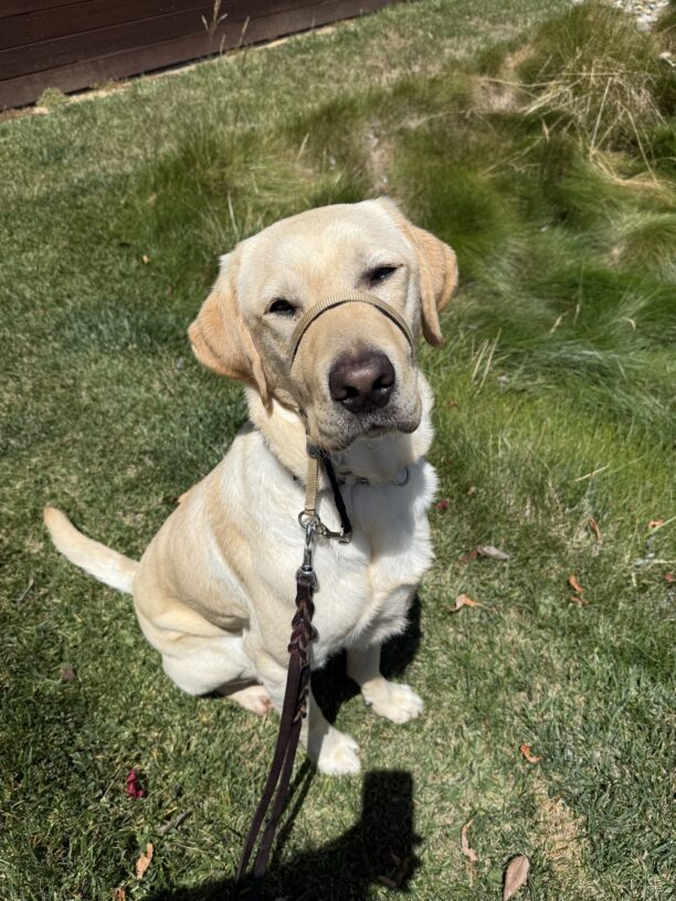 Arroyo poses in the grass in the sunshine while out for a walk on campus. He is wearing a tan gentle leader and leather leash.
