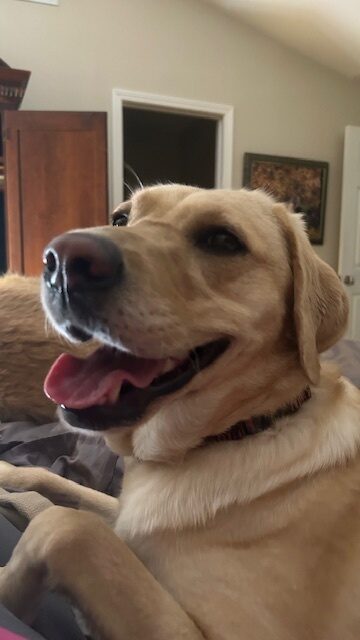 Emiko lays on a dog bed with a goofy smile on her face as she relaxes in her foster home.