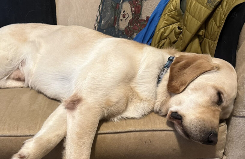 Flapjack sleeps soundly on a tan cushion. His eyes are closed and his legs are outstretched.