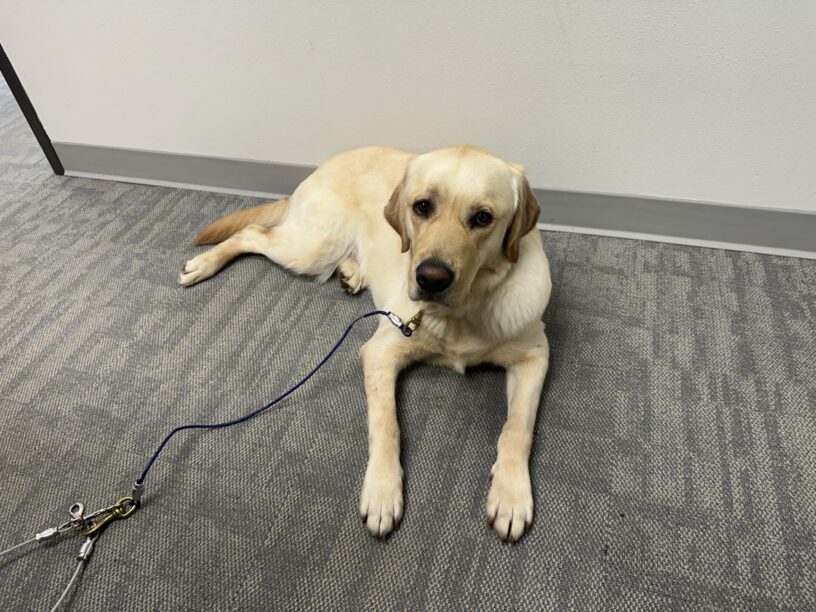 Flapjack lays on a grey carpet in an office, looking up at the camera. He is practicing settling while on a tie-down.