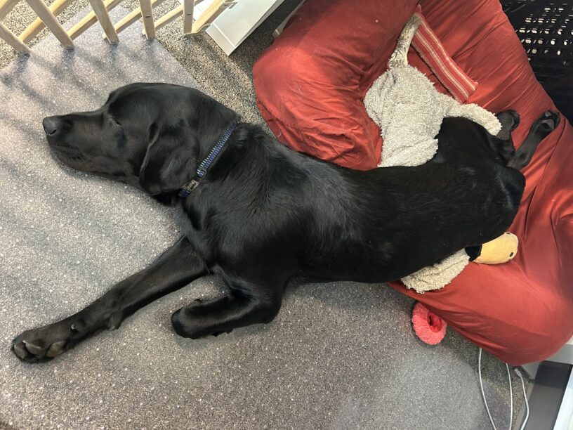 Frank takes a nap in a goofy position with his head and front legs hanging off the bed.  His hind end is stretched out on a red bolstered dog bed and he is surrounded by toys and a fleece blanket.