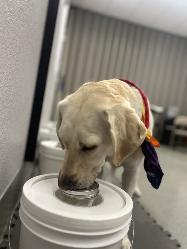 Yellow Lab Empress has her nose on the white  bucket target as she practices  her scent training.