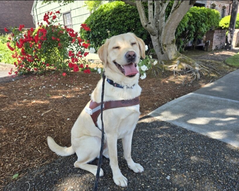Ash is on his very first route! He's just wearing the harness body! He's sitting in front of a garden bed with roses and greenery in the background.