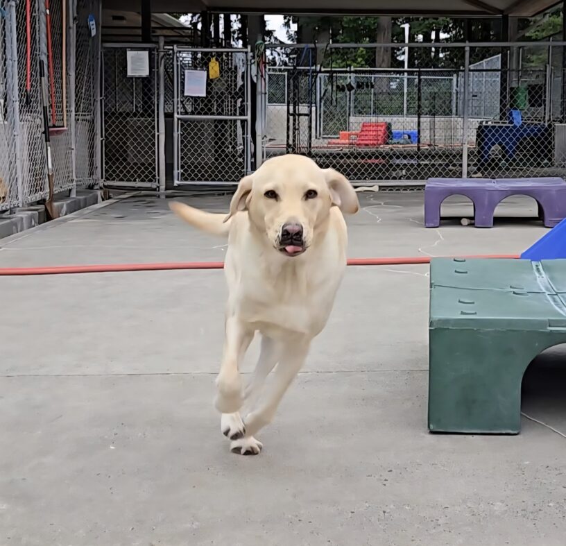An action shot of Ash running in the Community Run of his kennel.