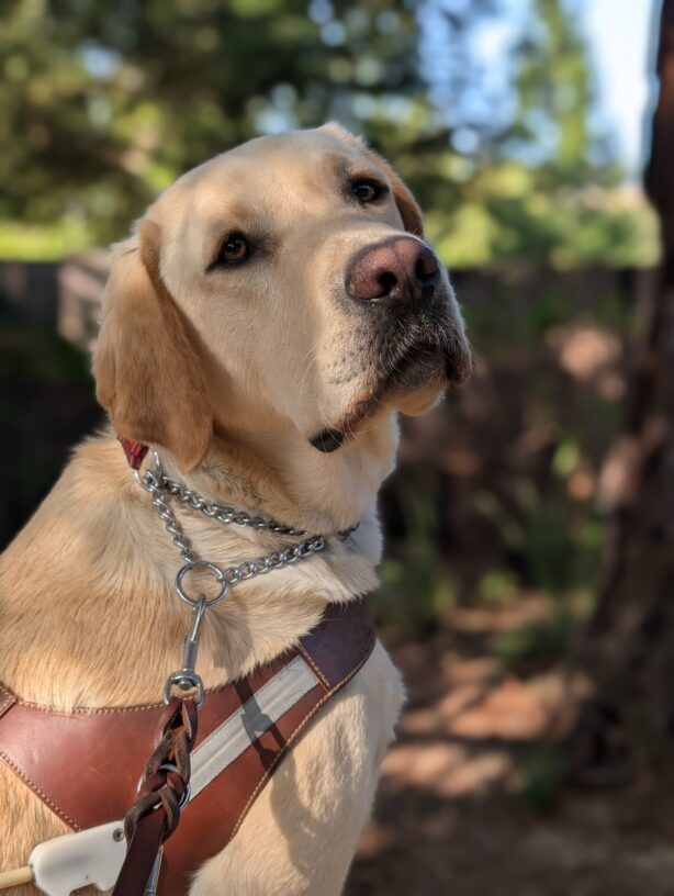 Bramble sits in harness in a shady grove. He is looking at the camera over his shoulder. Green foliage can be seen in the background.